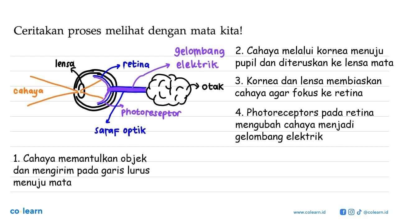 Ceritakan proses melihat dengan mata kita!