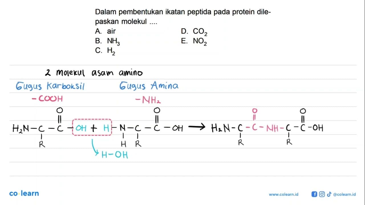 Dalam pembentukan ikatan peptida pada protein dilepaskan