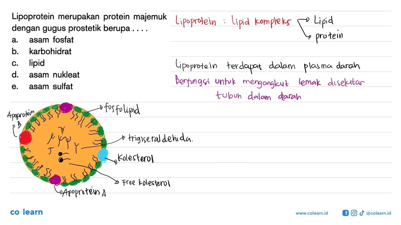 Lipoprotein merupakan protein majemuk dengan gugus