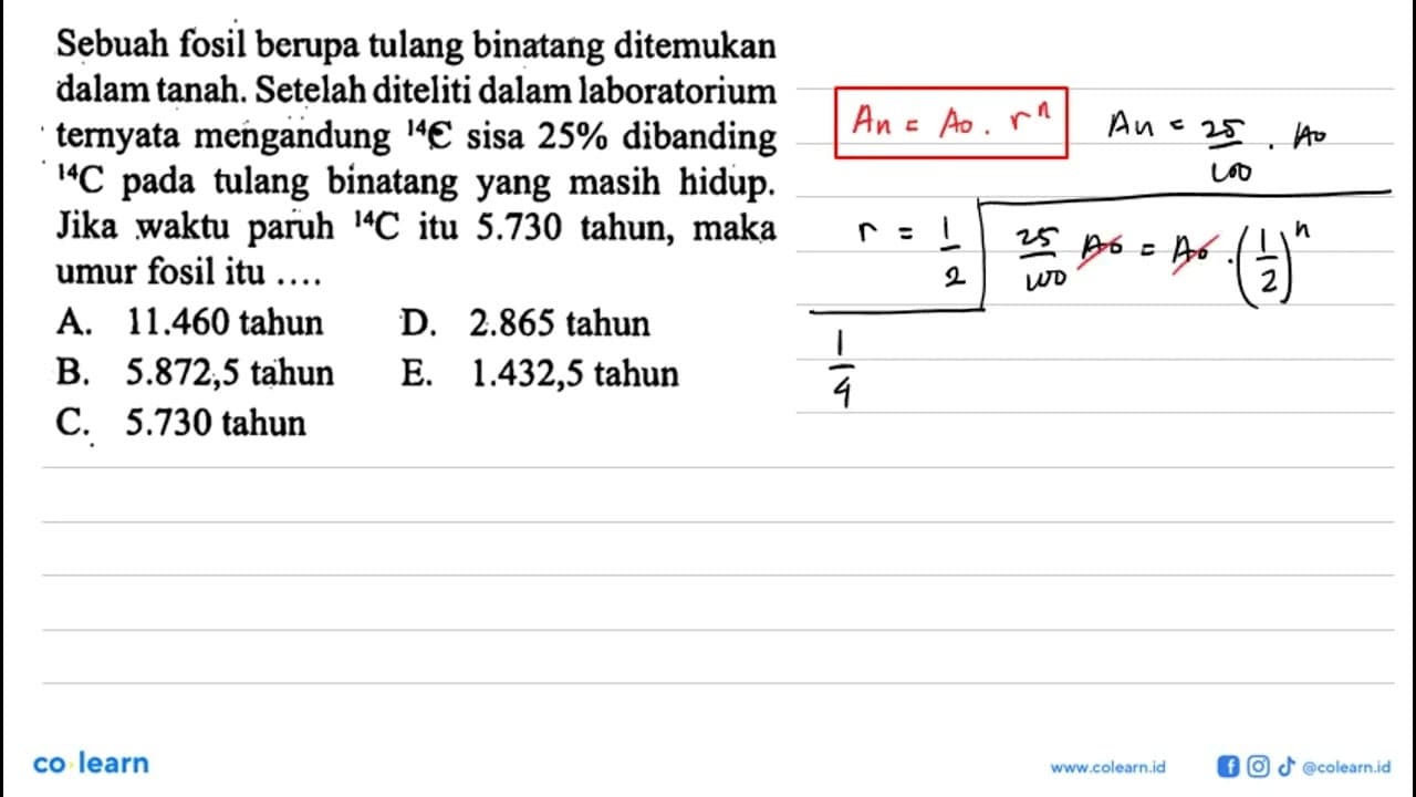 Sebuah fosil berupa tulang binatang ditemukan dalam tanah.