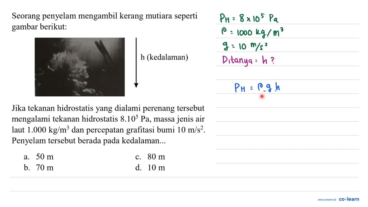 Seorang penyelam mengambil kerang mutiara seperti gambar