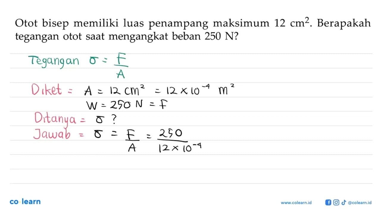 Otot bisep memiliki luas penampang maksimum 12 cm^2.