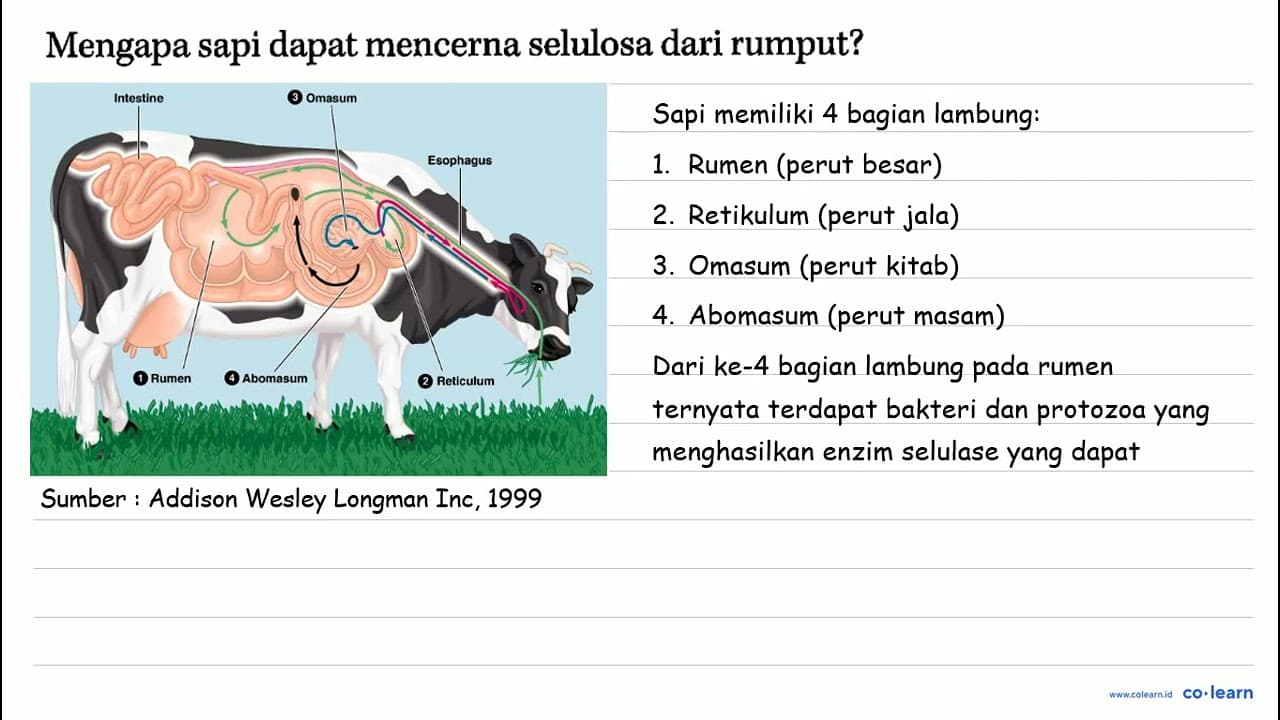 Mengapa sapi dapat mencerna selulosa dari rumput?