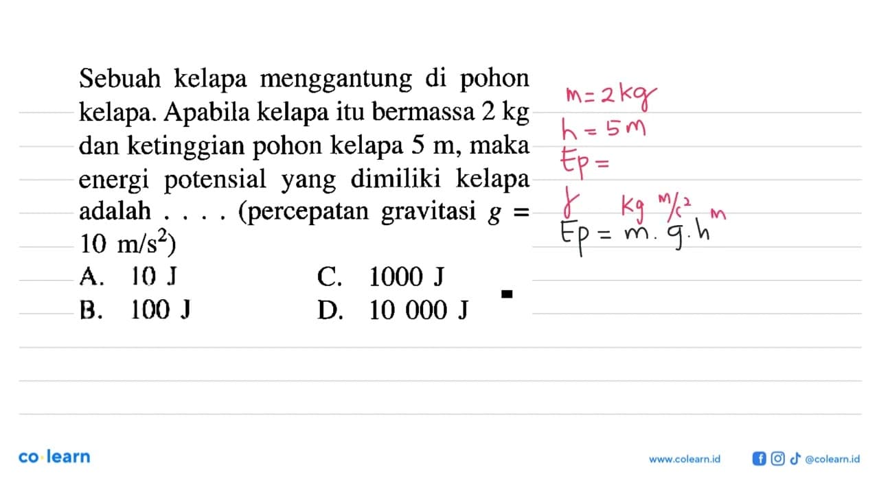 Sebuah kelapa menggantung di pohon kelapa. Apabila kelapa