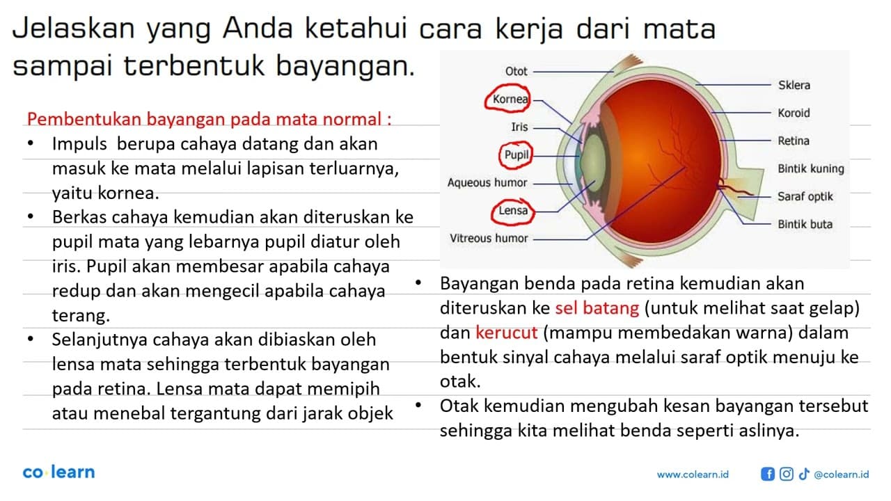 Jelaskan yang Anda ketahui cara kerja dari mata sampai