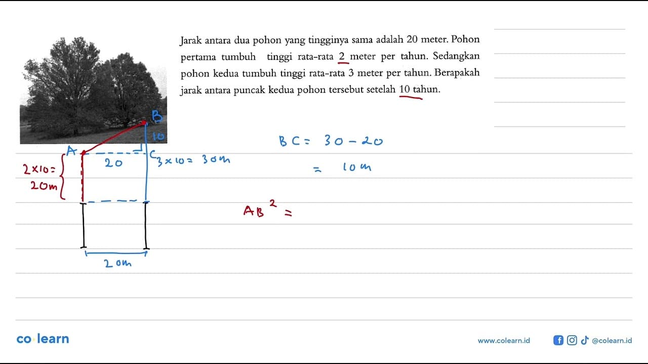 Jarak antara dua pohon yang tingginya sama adalah 20 meter.