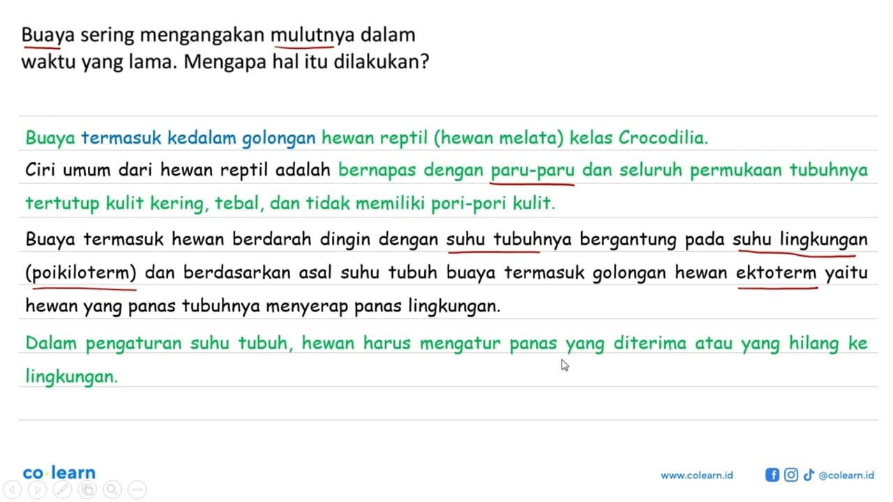 Buaya sering mengangakan mulutnya dalam waktu yang lama.