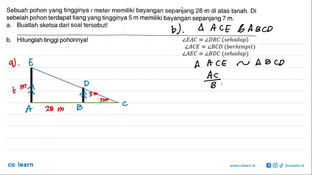 Sebuah pohon yang tingginya t meter memiliki bayangan