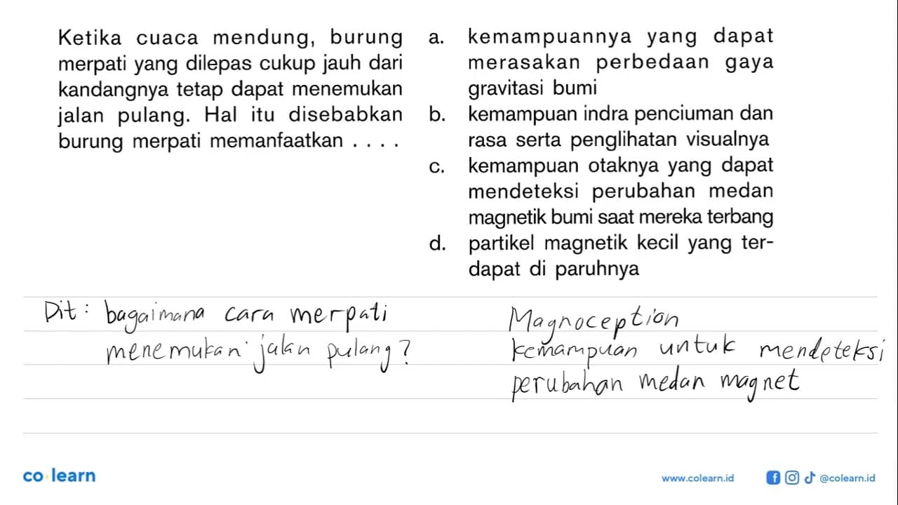 Ketika cuaca mendung, burung merpati yang dilepas cukup