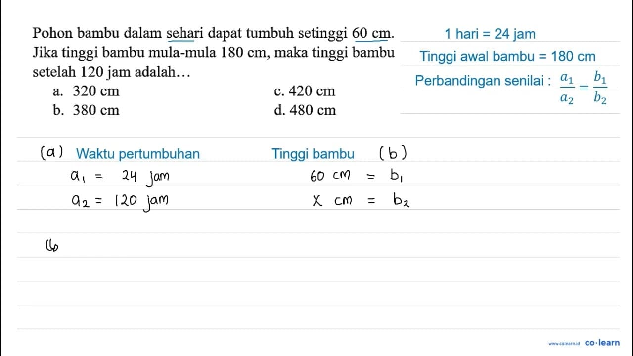 Pohon bambu dalam sehari dapat tumbuh setinggi 60 cm. Jika