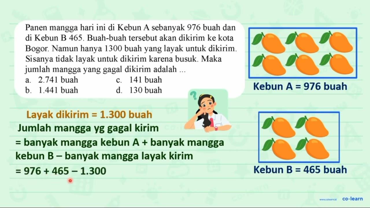 Panen mangga hari ini di Kebun A sebanyak 976 buah dan di