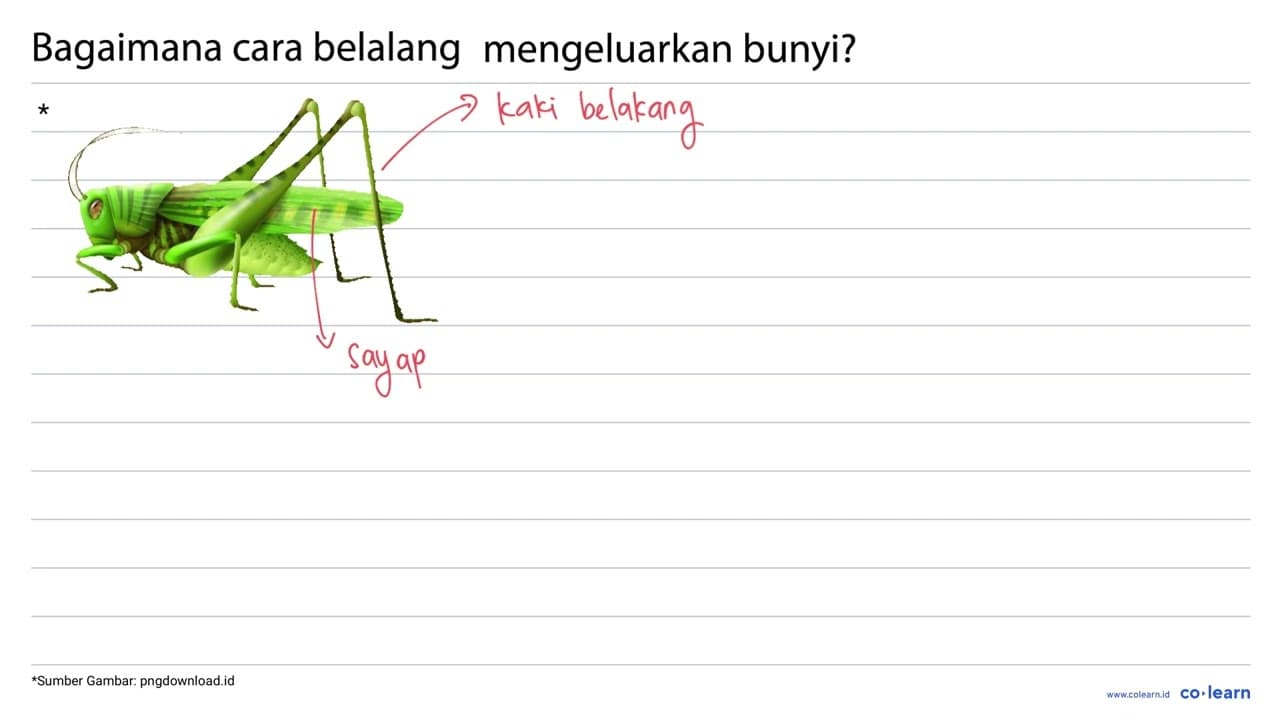 Bagaimana cara belalang mengeluarkan bunyi?