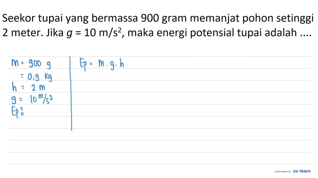 Seekor tupai yang bermassa 900 gram memanjat pohon setinggi